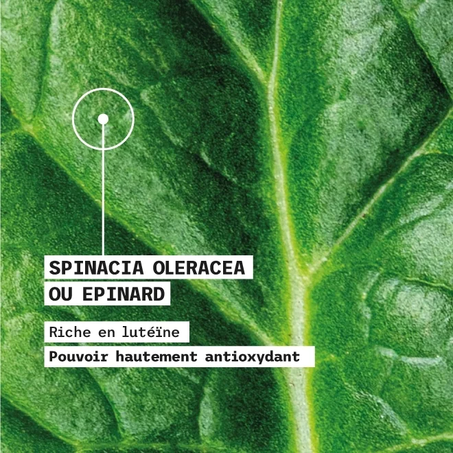 epinard antioxydant pour la peau Cultiv epinard antioxydant pour la peau Cultiv