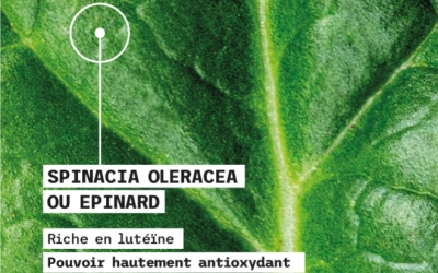 L'épinard, le légume miracle aux multiples bienfaits 